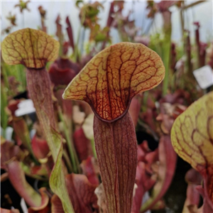 Sarracenia Hybrid H 49 Catesbyi Red Form  A. Slack